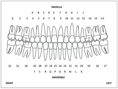 Tooth Numbering System Focus Dentistry