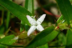 Diodia Virginiana Wildflowers Of The National Capital Region