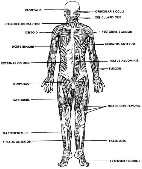 Muscular System Diagram With Labels