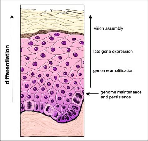 Stratified Squamous Epithelium Location