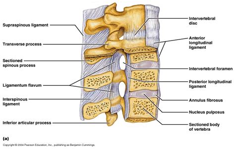 Vertebral Column Vertebral Column Ligaments And Joints