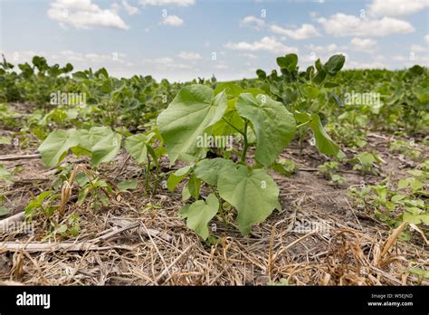 Button Weeds Growing In Between Rows Of Soybean Farm Field Stock Photo