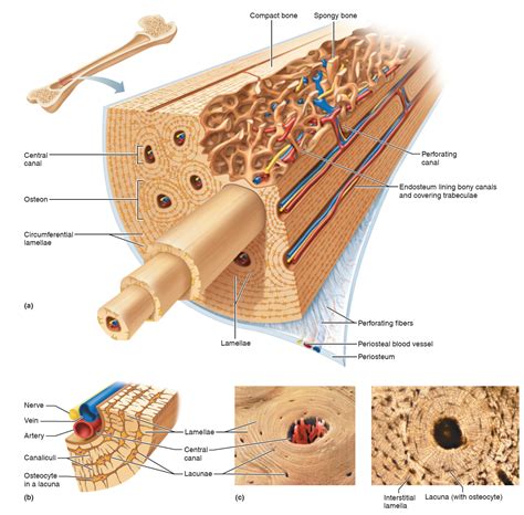 Components Of Compact Bone Diagram Bone Haversian Compact Sy