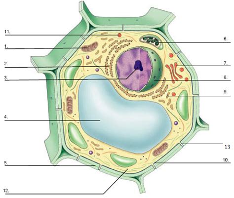 8 Plant Cell Structure And Function Diagram Quizlet