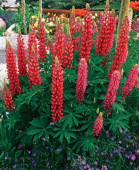 There is nothing quite like a shade garden plant that will still flower! 10 Perennials Easily Grown From Seed | Flowers perennials ...