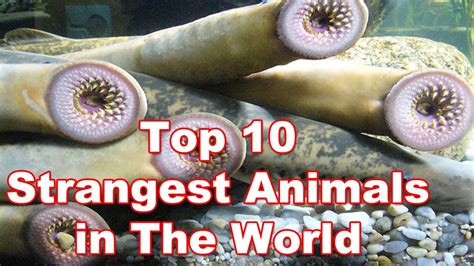 Top 10 Strangest Animals In The World Top 10 Weirdest Animals On