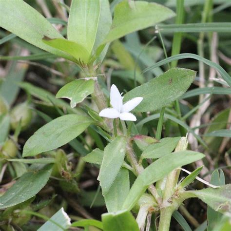 Virginia Buttonweed The Lawn Institute