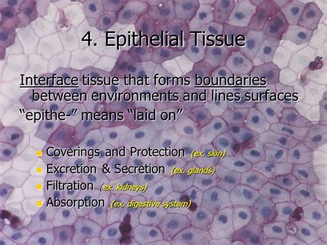 Tissues Introduction Epithelial Tissue Classification Glands Ppt