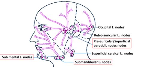 Face Venous And Lymphatic Drainage Anatomy Qa