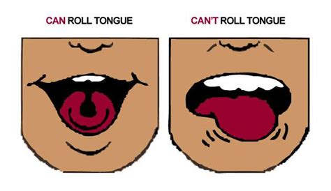 Discover The Fun Fact Of Tongue Rolling