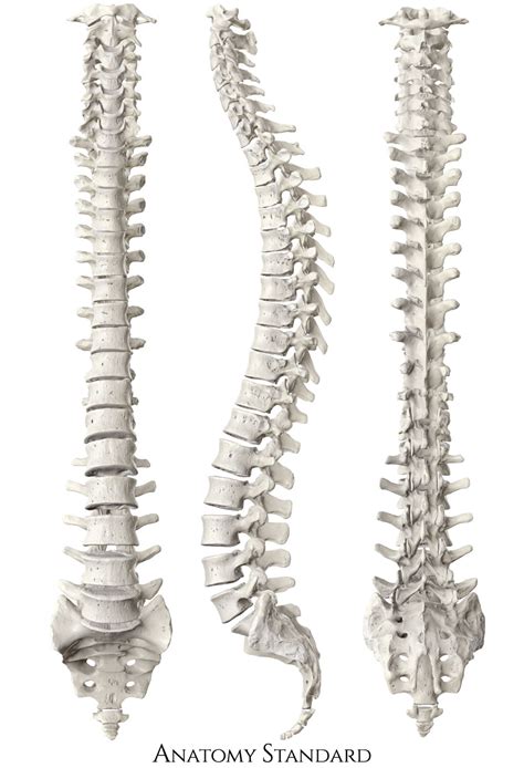 Anatomy Standard Drawing Vertebral Column Anterior Lateral And