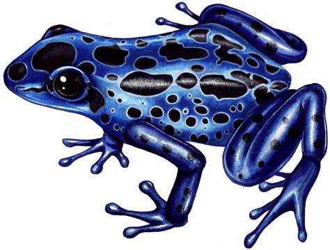 These coloring pages feature a realistic line drawing of three poison dart frogs. The AOI - Lizzie Harper in 2021 | Frog, Poison dart frogs ...