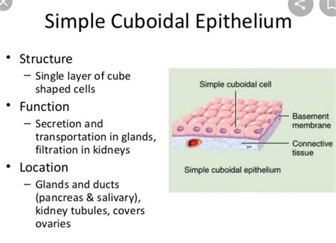 Simple Cuboidal Epithelium Diagram