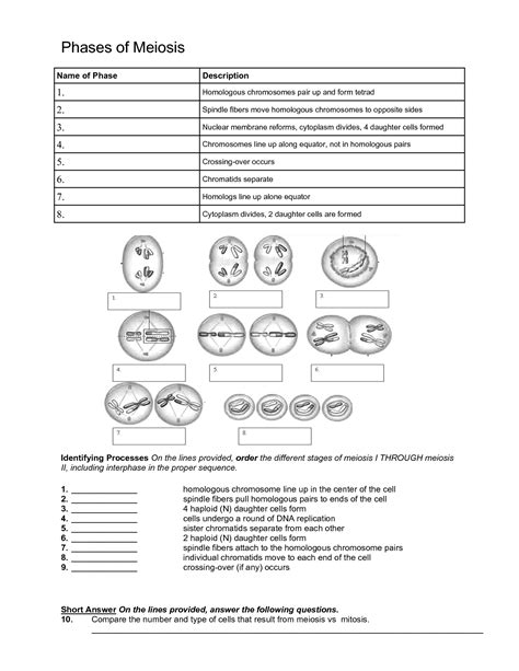 Meiosis Grade 12 Worksheets