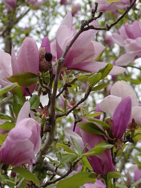 Flowering crabapple tree spring flowering trees pink trees tree trees and shrubs beautiful flowers plants garden trees colorful garden. Pink Flowering Tree | Pink flowering trees, Flowering ...