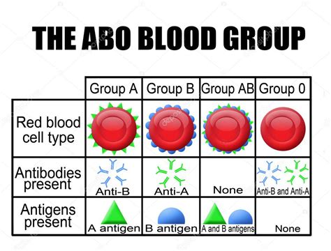 Explain The Basis Of Abo Blood Types