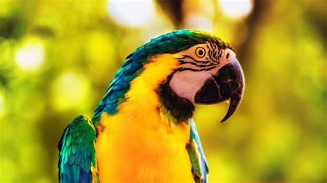 4k Parrot Wallpapers Wallpaper Cave