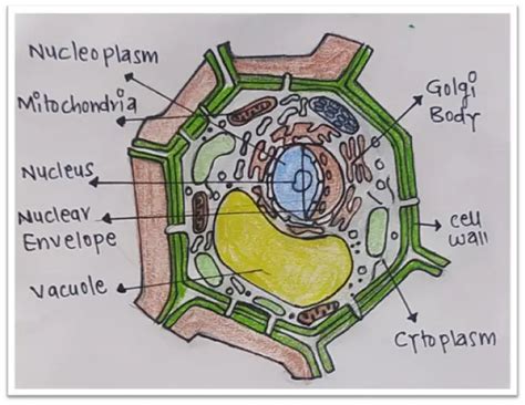 Plant Cell Labelled Diagram Class 9 Cell Wall Definition Structure