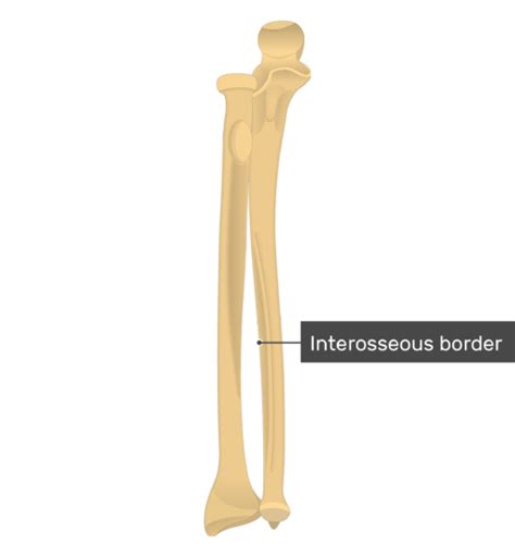 Radius And Ulna Bones Anatomy Anterior Markings