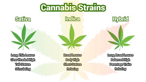 Cannabis Seeds Strains Exploring The Different Types Available