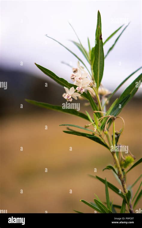 Australian Weed Plants Hi Res Stock Photography And Images Alamy