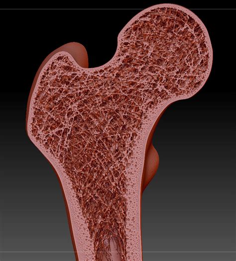 Thin sections are much more common and provide considerably more information than bulk specimens microstructure of a bone thin section in transmitted light. "Bone Cross Section" for Radius Digital Science on Behance