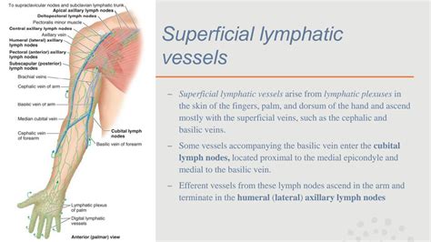 Solution Study Notes On Lymphatic Drainage Of Upper Limb Studypool