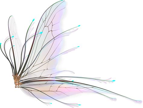 Fairy Wings Hd Png Transparent Background Free Download 36475