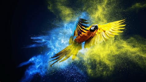 Parrot Wallpapers Wallpaper Cave