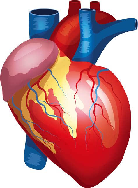 Human Heart Png Image Png All