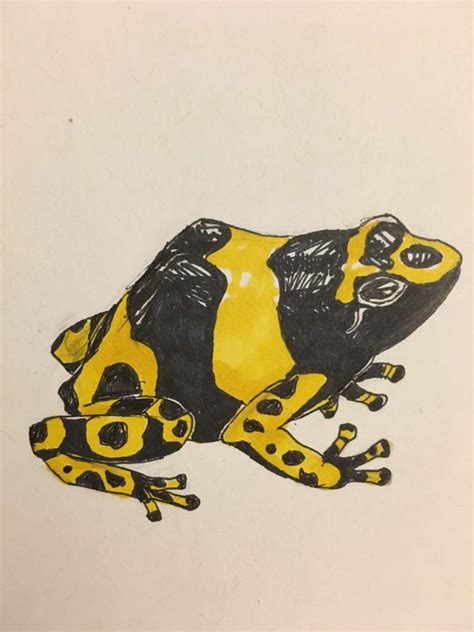 How to draw a poison dart frog, easy, step by step demo for kids. Poison Dart Frog Drawing at PaintingValley.com | Explore ...