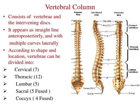 Ppt Spinal Cord Powerpoint Presentation Free Download Id1862912