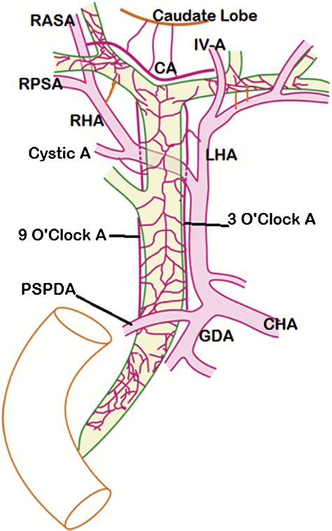 Normal Arterial Pattern Of Extrahepatic Biliary Tract Supraduodenal