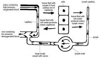 Lymphatic System Structure And Function Boundless Anatomy And Physiology