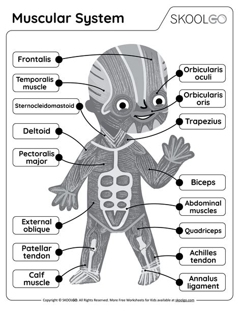 Muscular System Free Worksheet For Kids Skoolgo