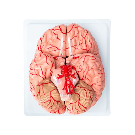 Maqueta Cerebro Desmontable Hm Medical