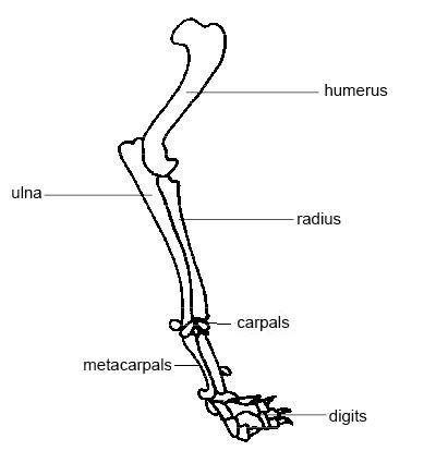 License image the bones of the leg are the femur, tibia, fibula and patella. Anatomy and Physiology of Animals/The Skeleton - Wikibooks ...