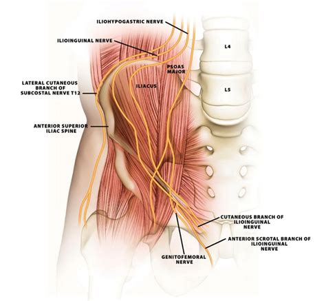 Ilioinguinal Approach To The Acetabulum Approaches Orthobullets