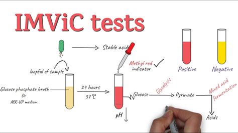 IMViC Tests Procedure And Principle Microbiology YouTube