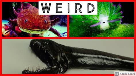 5 Of The Most Weird Animals In The Worldfacts Youtube