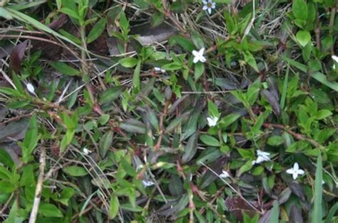 Virginia Buttonweed Is Difficult To Control Gardening In The Panhandle