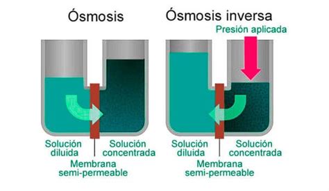 Ósmosis Qué Es Tipos De ósmosis Características E Importancia