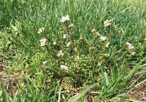 9 Common Lawn Weeds In Northern Virginia Identification Tips And How