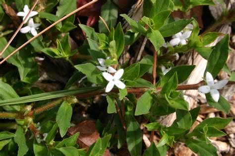 Virginia Buttonweed Control Walter Reeves The Georgia Gardener