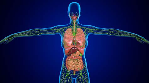 Lymphatic Vessels Anatomy Function And Treatment