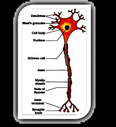 Draw Labelled Diagrams Of The Following A Neuron B Brain C Eye