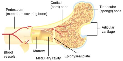 A cross section of a human long bone. Haversian canal - Wikiwand