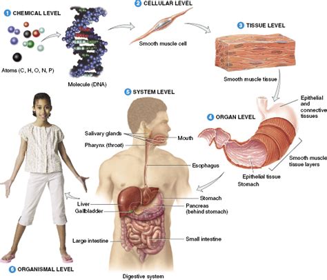 Human Body Tissues And Their Functions