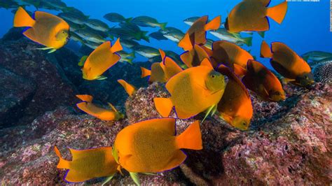 Sea Life Underwater View Sunlight Underwater Life Stock Photo Image