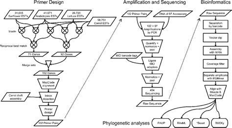 Flow Chart Of The Laboratory And Bioinformatic Procedures Used In This